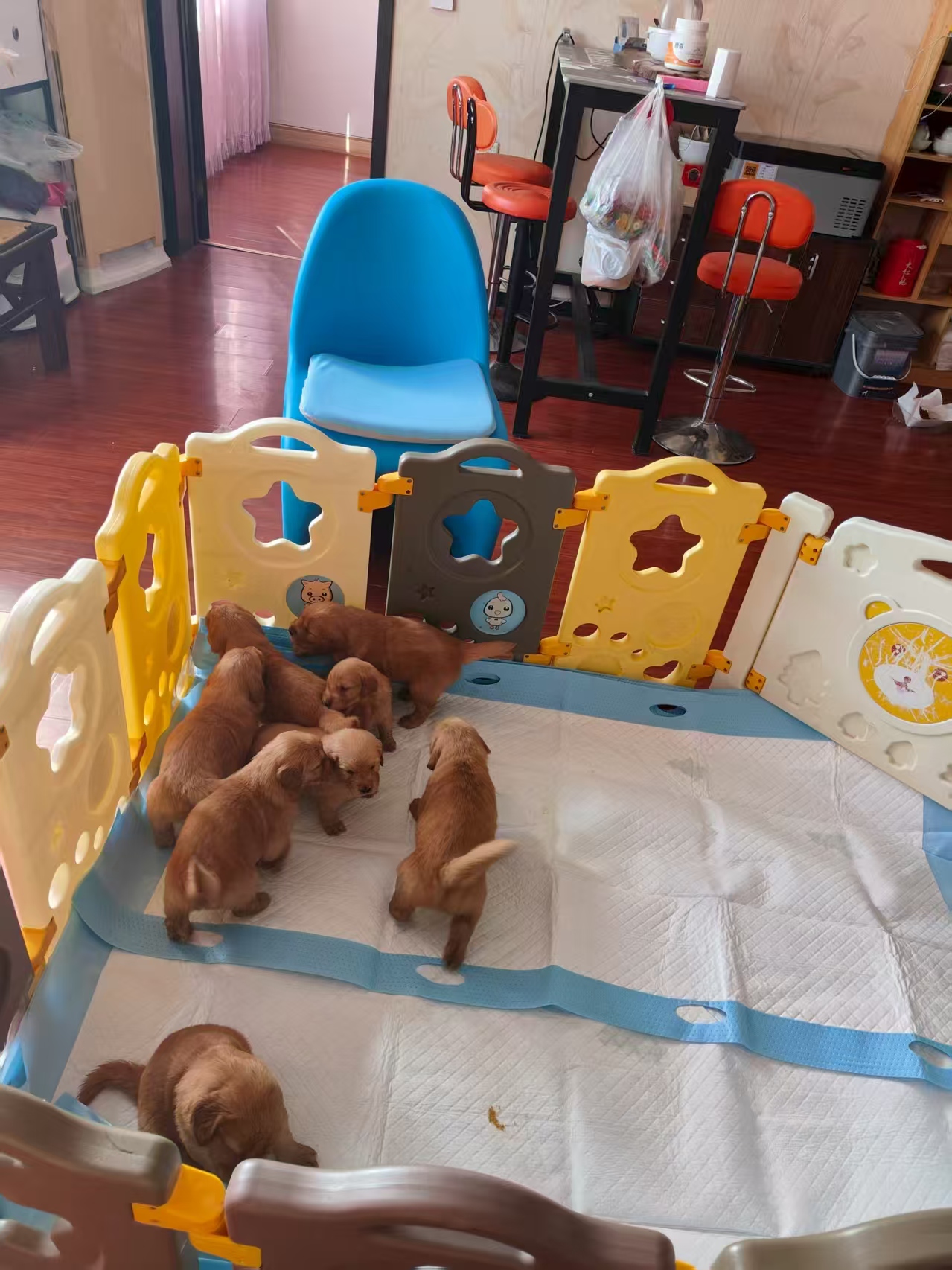 自己养纯种金毛巡回犬，乖巧可爱